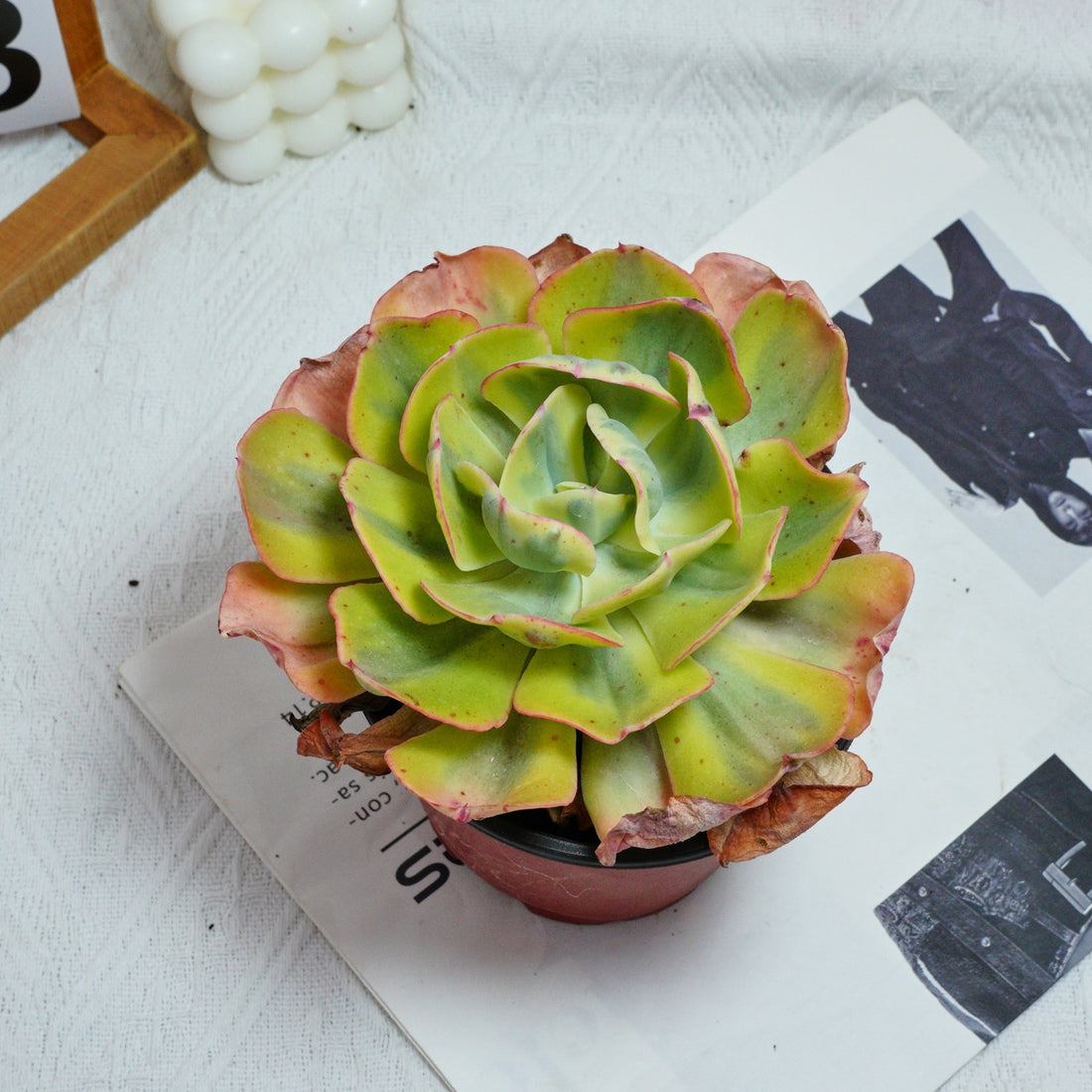 5'' Echeveria Sunset Peony Variegated, Rare Live Succulent Plants