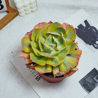 5'' Echeveria Sunset Peony Variegated, Rare Live Succulent Plants