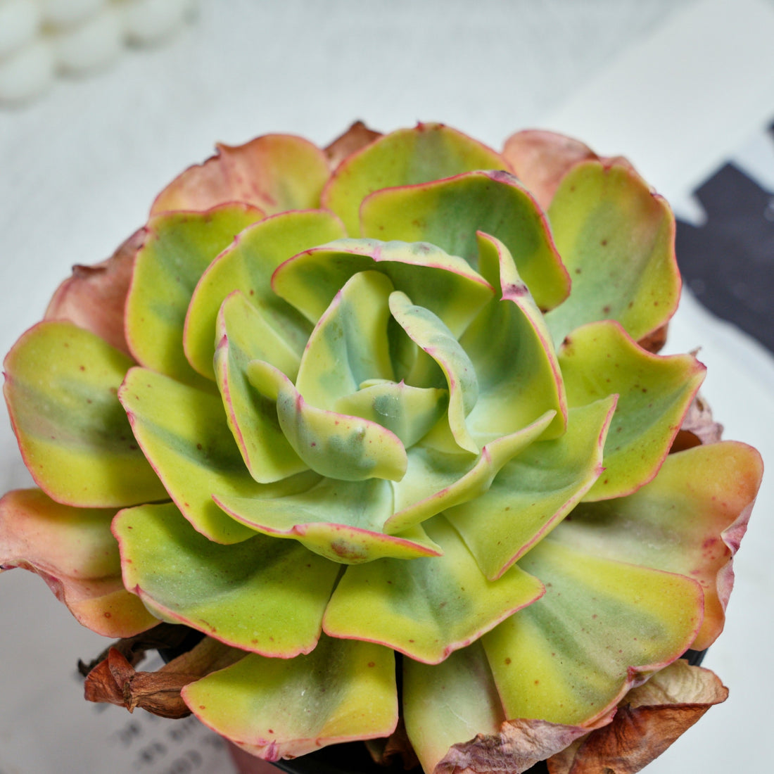 5'' Echeveria Sunset Peony Variegated, Rare Live Succulent Plants