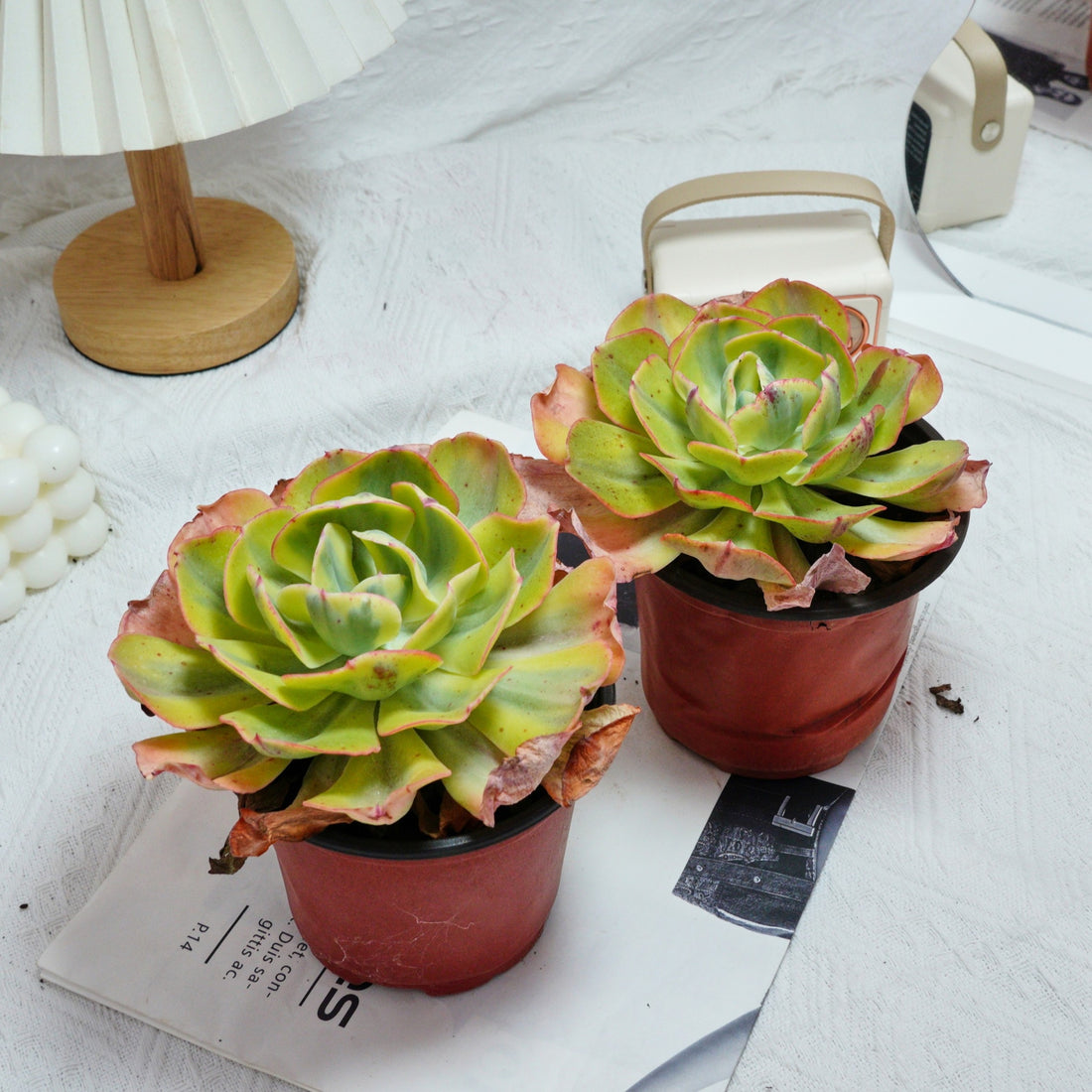 5'' Echeveria Sunset Peony Variegated, Rare Live Succulent Plants