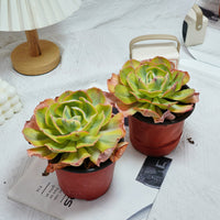 5'' Echeveria Sunset Peony Variegated, Rare Live Succulent Plants