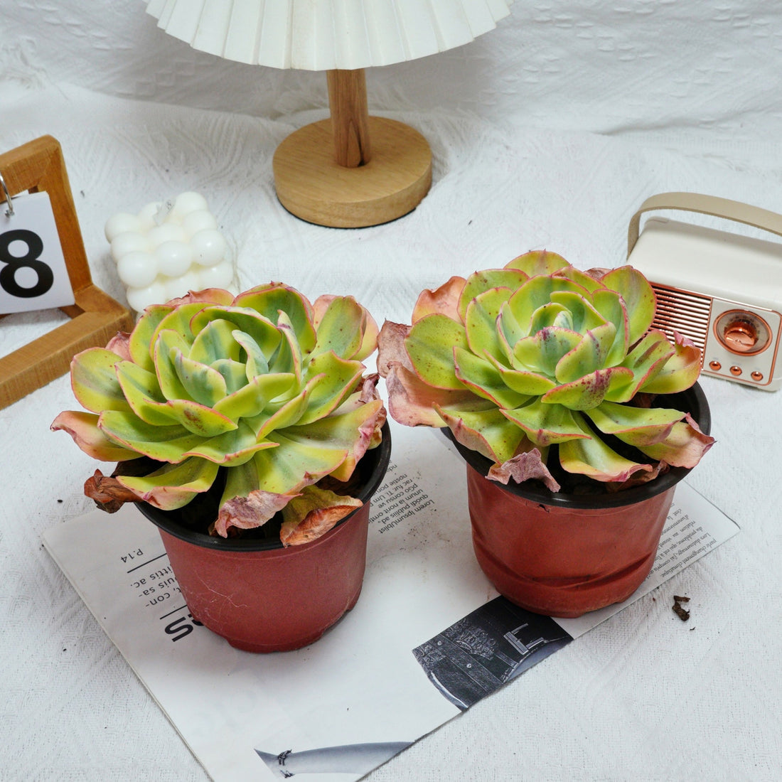 5'' Echeveria Sunset Peony Variegated, Rare Live Succulent Plants