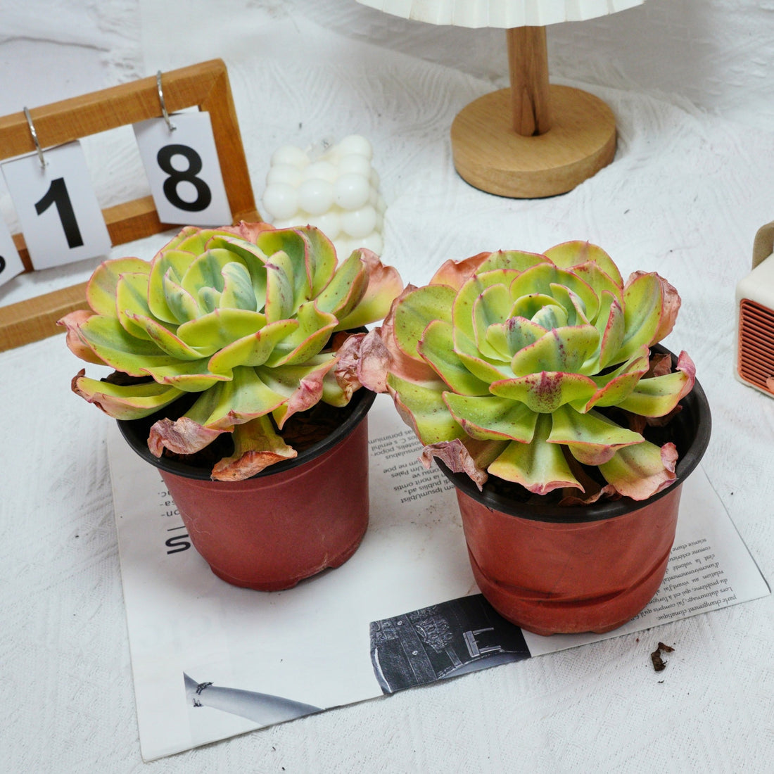 5'' Echeveria Sunset Peony Variegated, Rare Live Succulent Plants