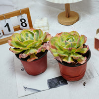 5'' Echeveria Sunset Peony Variegated, Rare Live Succulent Plants
