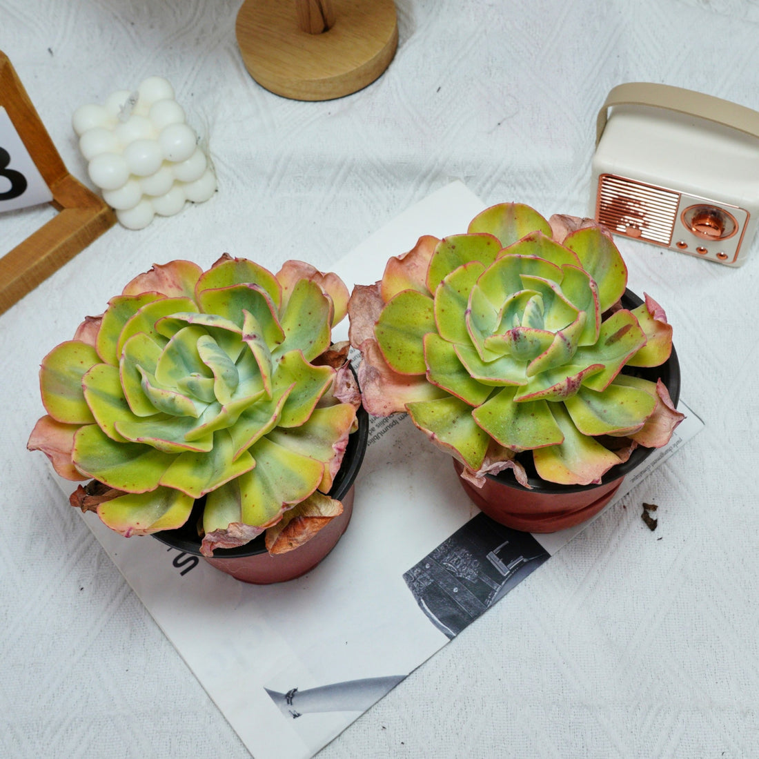 5'' Echeveria Sunset Peony Variegated, Rare Live Succulent Plants