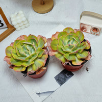 5'' Echeveria Sunset Peony Variegated, Rare Live Succulent Plants