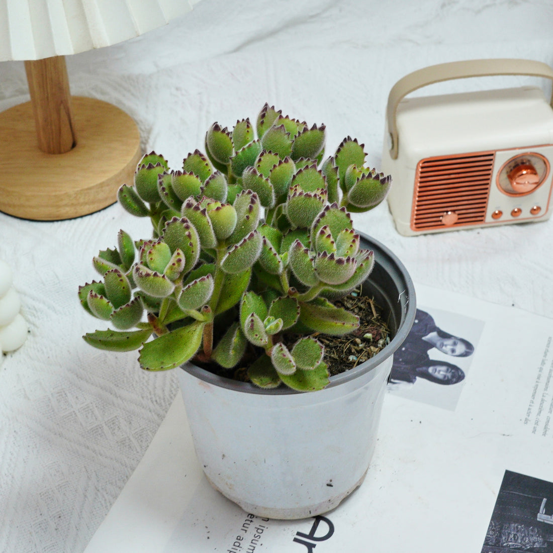 5'' Cotyledon Tomentosa, Rare Live Succulent Plants