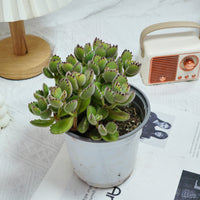5'' Cotyledon Tomentosa, Rare Live Succulent Plants