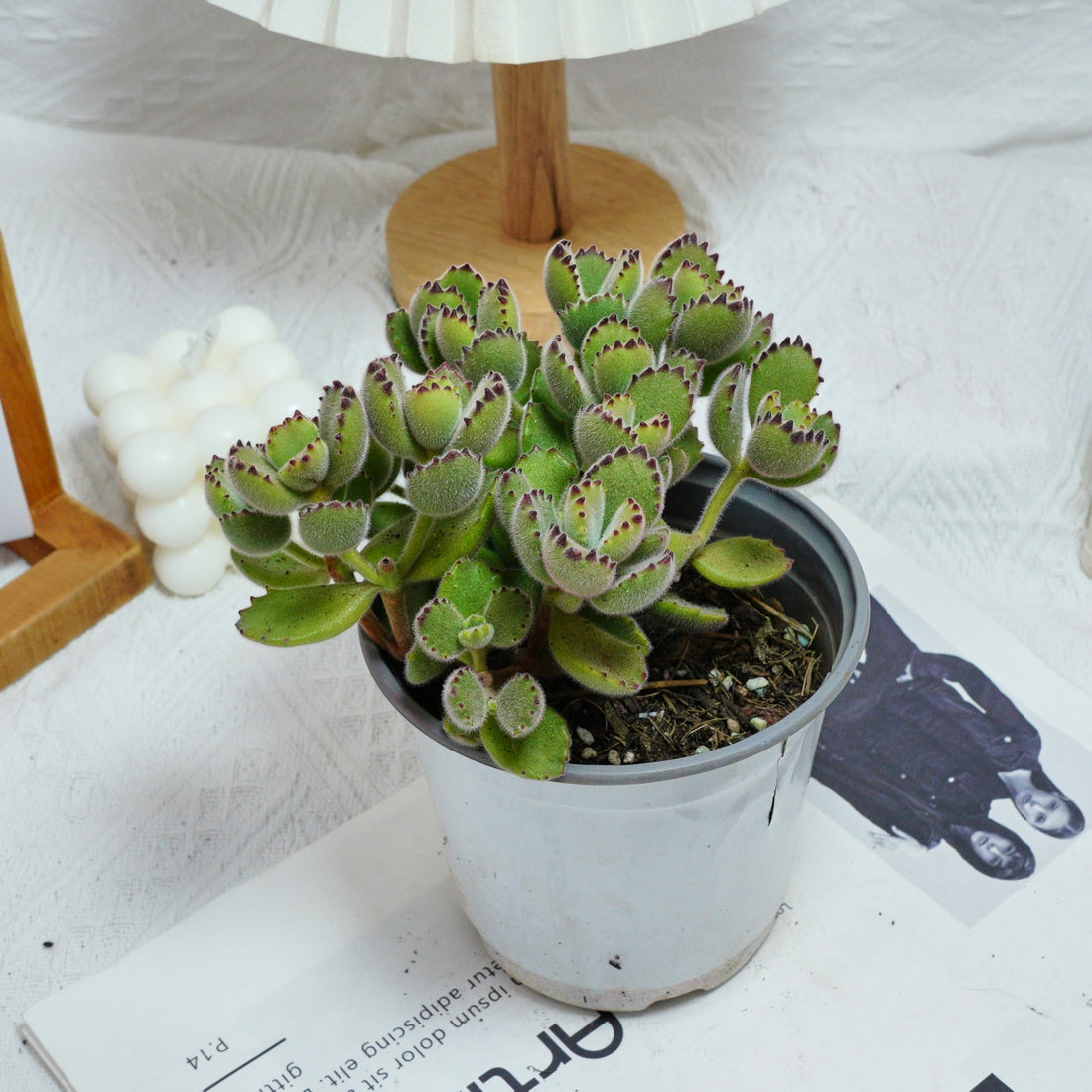 5'' Cotyledon Tomentosa, Rare Live Succulent Plants