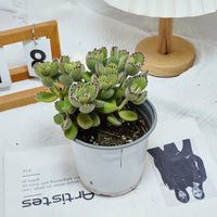 5'' Cotyledon Tomentosa, Rare Live Succulent Plants