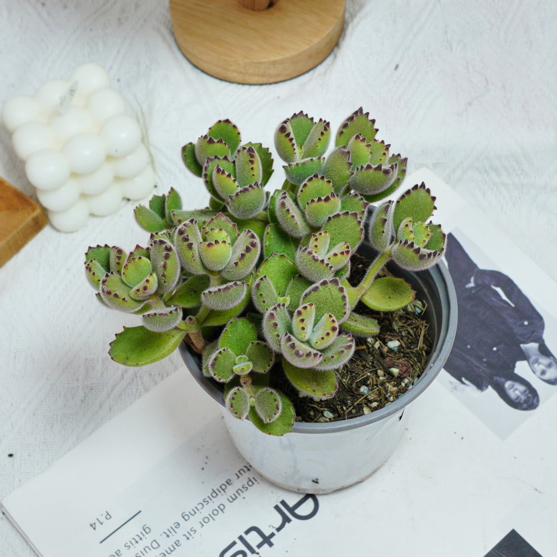 5'' Cotyledon Tomentosa, Rare Live Succulent Plants