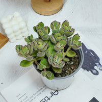 5'' Cotyledon Tomentosa, Rare Live Succulent Plants