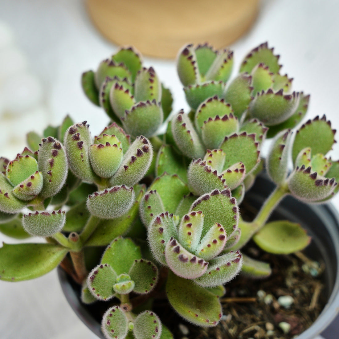 5'' Cotyledon Tomentosa, Rare Live Succulent Plants
