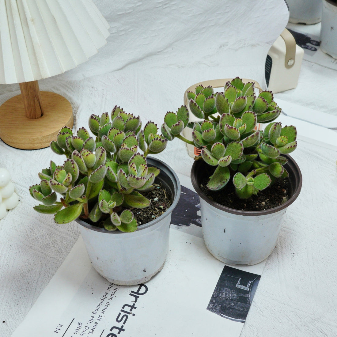 5'' Cotyledon Tomentosa, Rare Live Succulent Plants