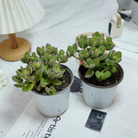 5'' Cotyledon Tomentosa, Rare Live Succulent Plants