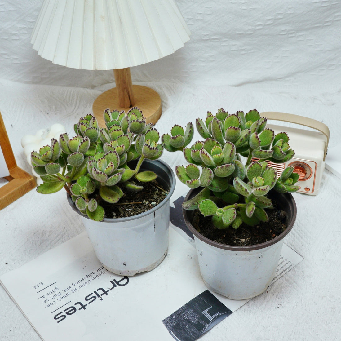 5'' Cotyledon Tomentosa, Rare Live Succulent Plants