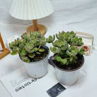 5'' Cotyledon Tomentosa, Rare Live Succulent Plants