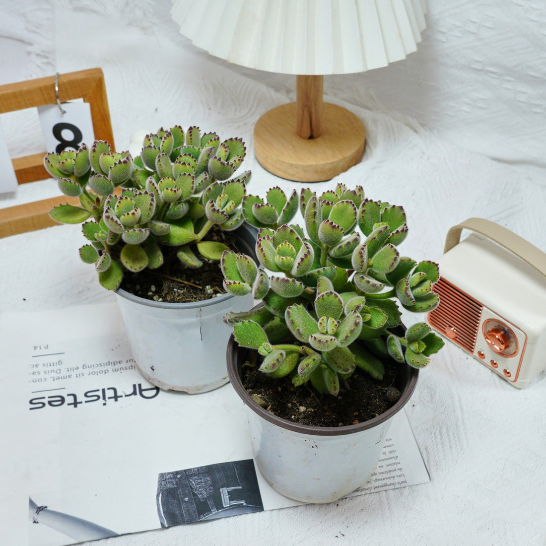 5'' Cotyledon Tomentosa, Rare Live Succulent Plants