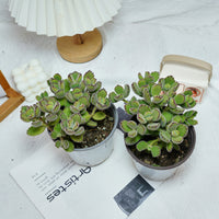 5'' Cotyledon Tomentosa, Rare Live Succulent Plants