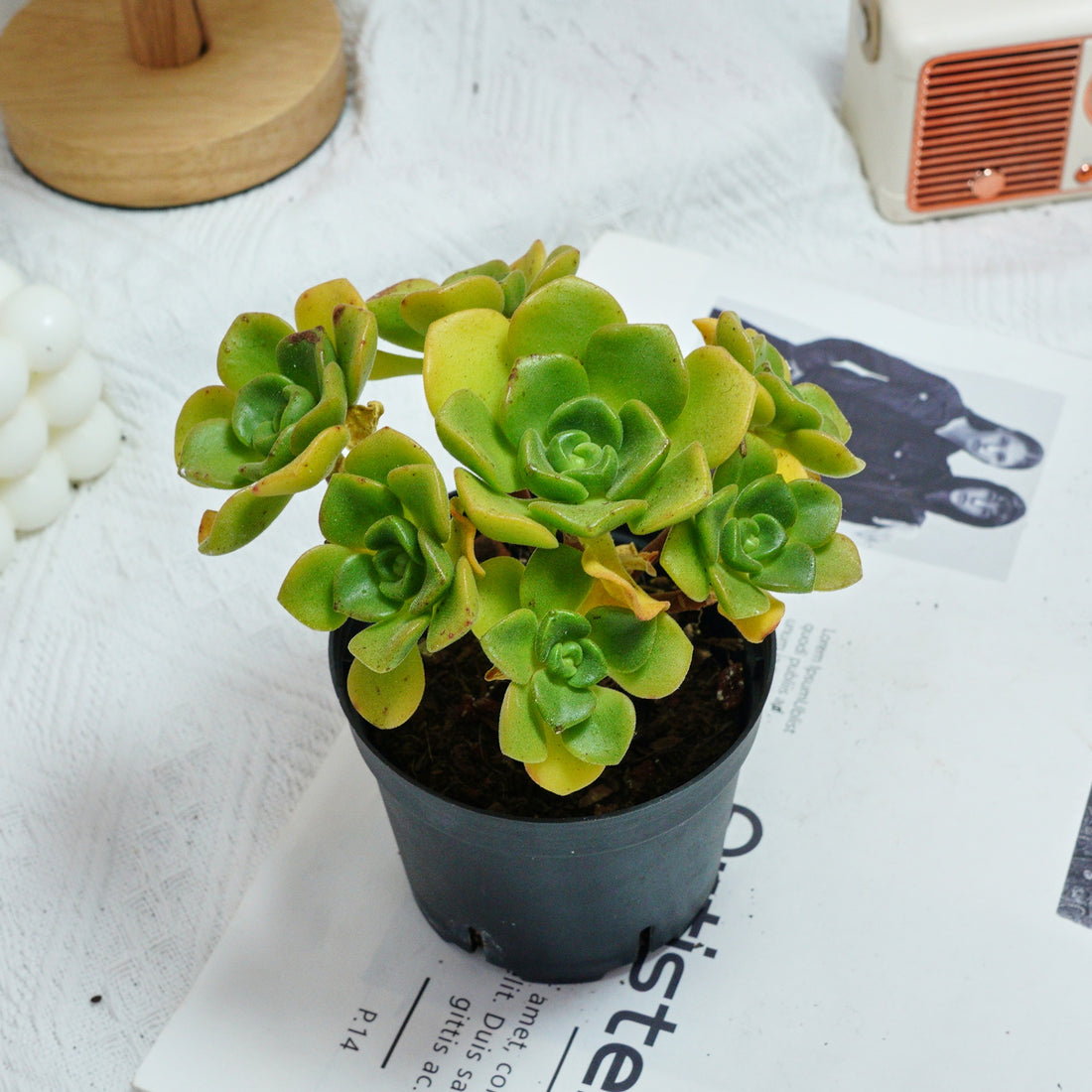 5'' Echeveria LilyPad, Rare Live Succulent Plants