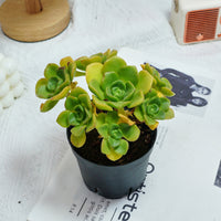 5'' Echeveria LilyPad, Rare Live Succulent Plants