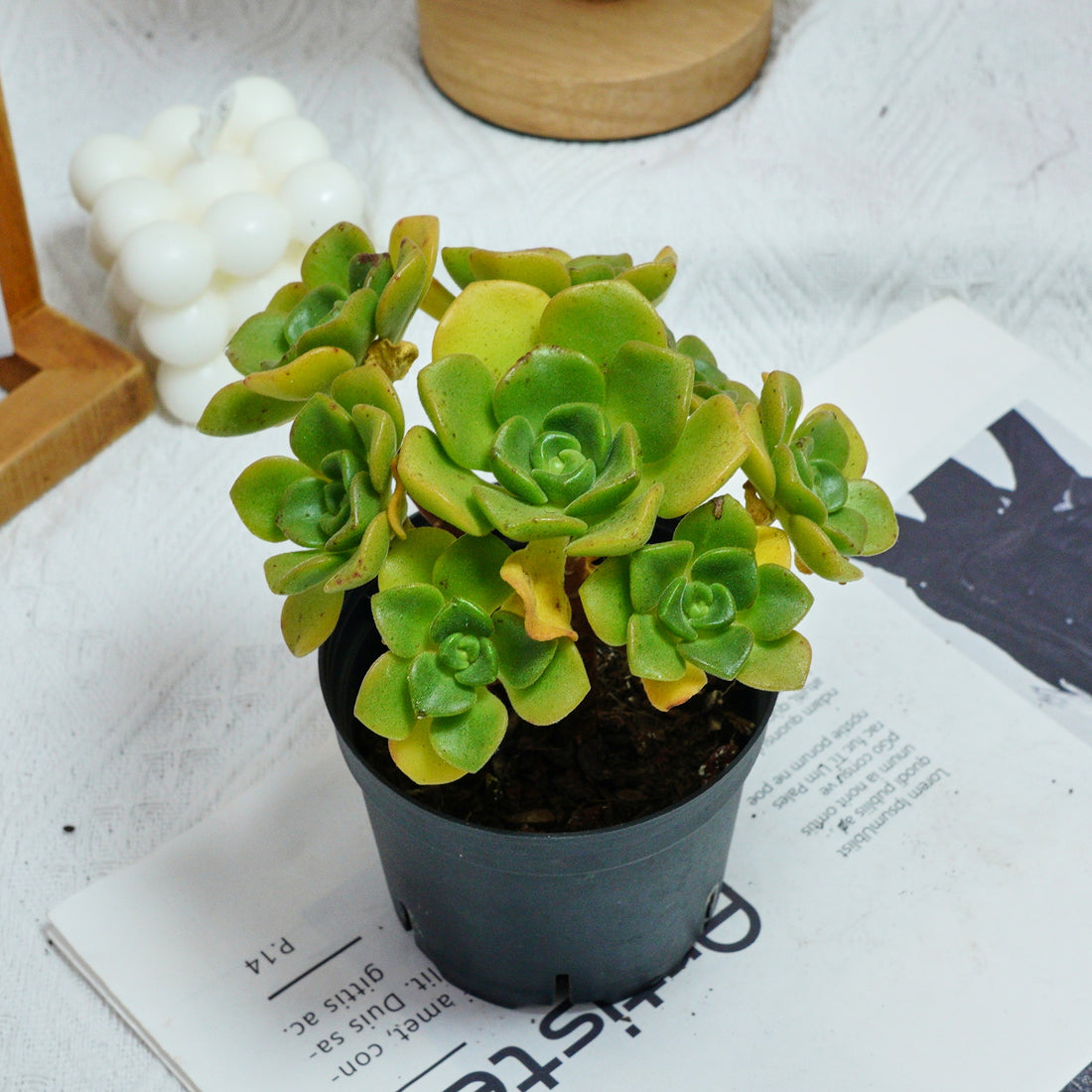 5'' Echeveria LilyPad, Rare Live Succulent Plants