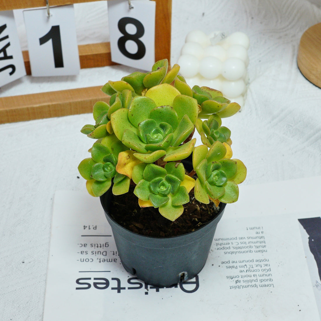 5'' Echeveria LilyPad, Rare Live Succulent Plants