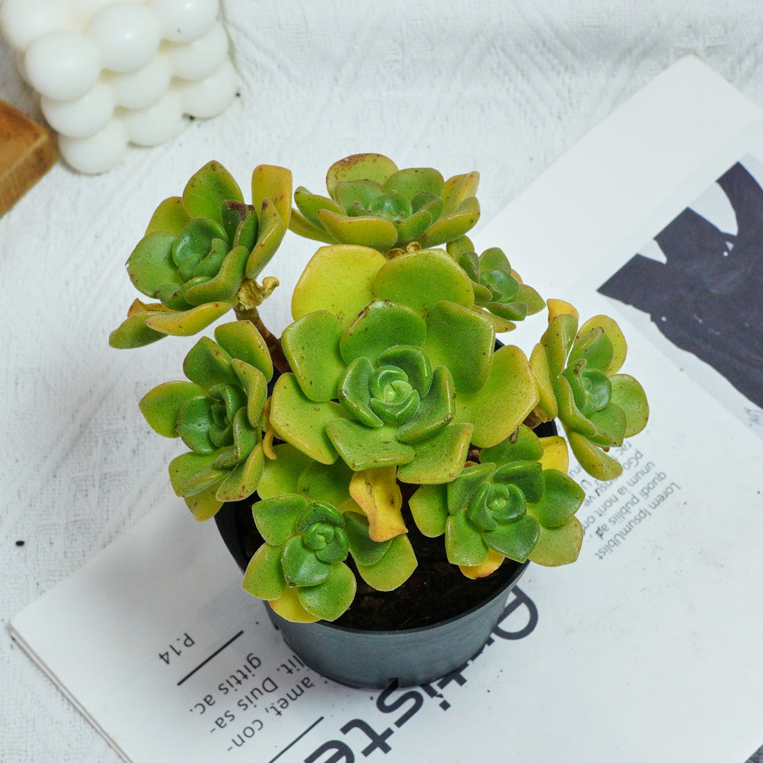 5'' Echeveria LilyPad, Rare Live Succulent Plants