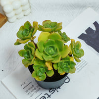 5'' Echeveria LilyPad, Rare Live Succulent Plants