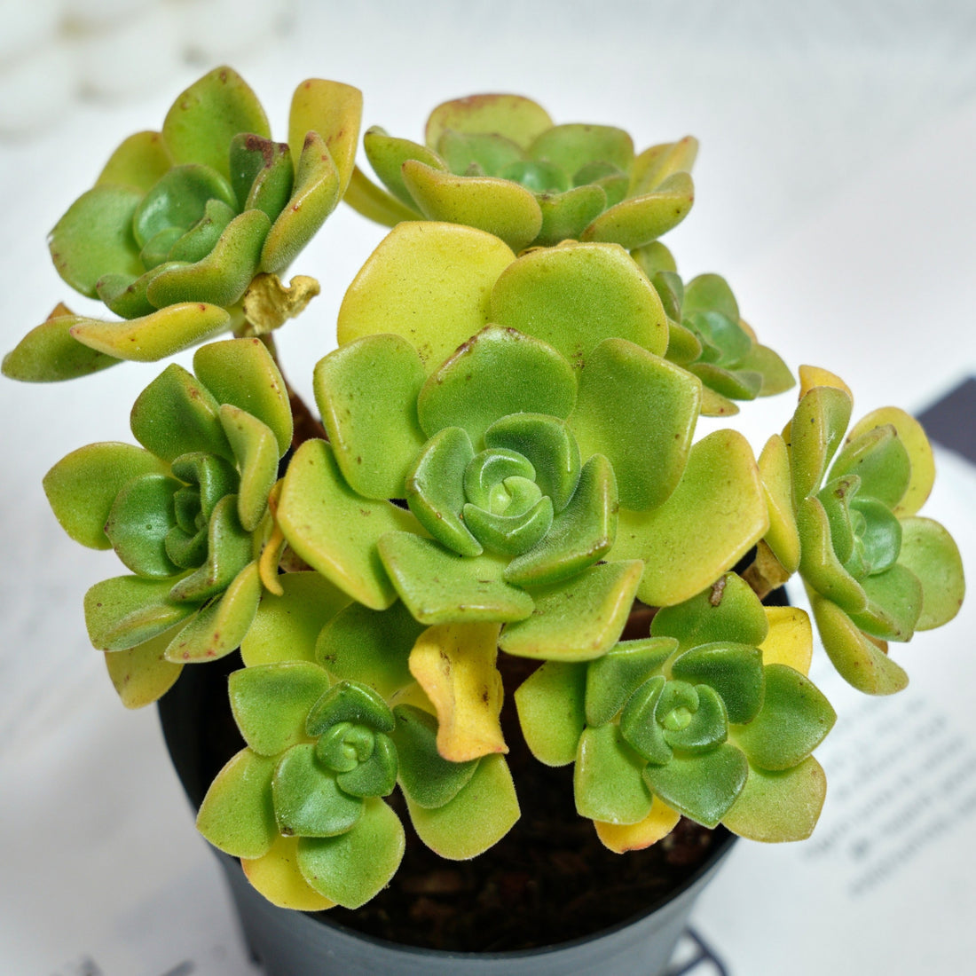 5'' Echeveria LilyPad, Rare Live Succulent Plants