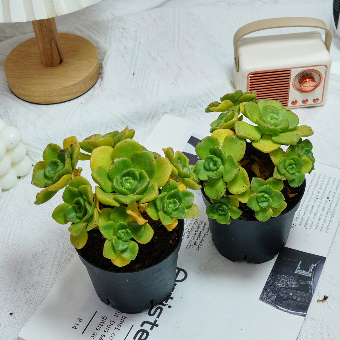 5'' Echeveria LilyPad, Rare Live Succulent Plants