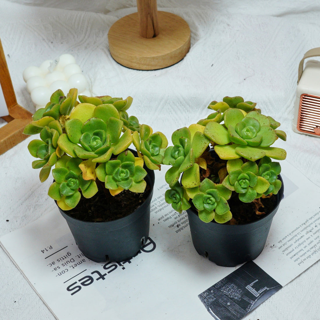 5'' Echeveria LilyPad, Rare Live Succulent Plants