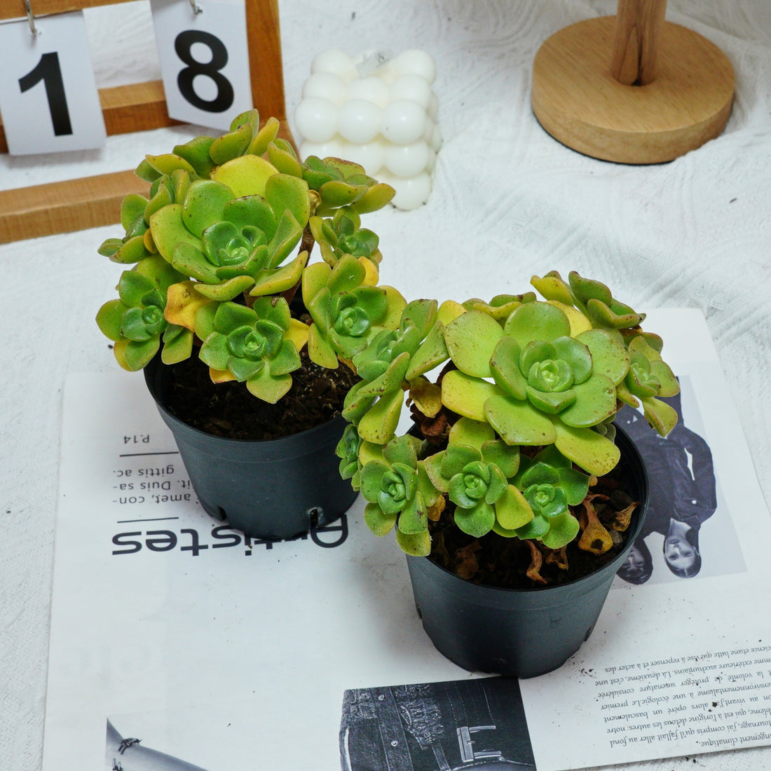 5'' Echeveria LilyPad, Rare Live Succulent Plants