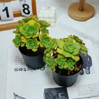 5'' Echeveria LilyPad, Rare Live Succulent Plants