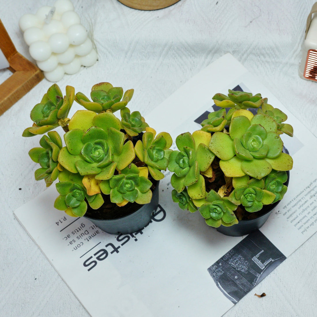 5'' Echeveria LilyPad, Rare Live Succulent Plants