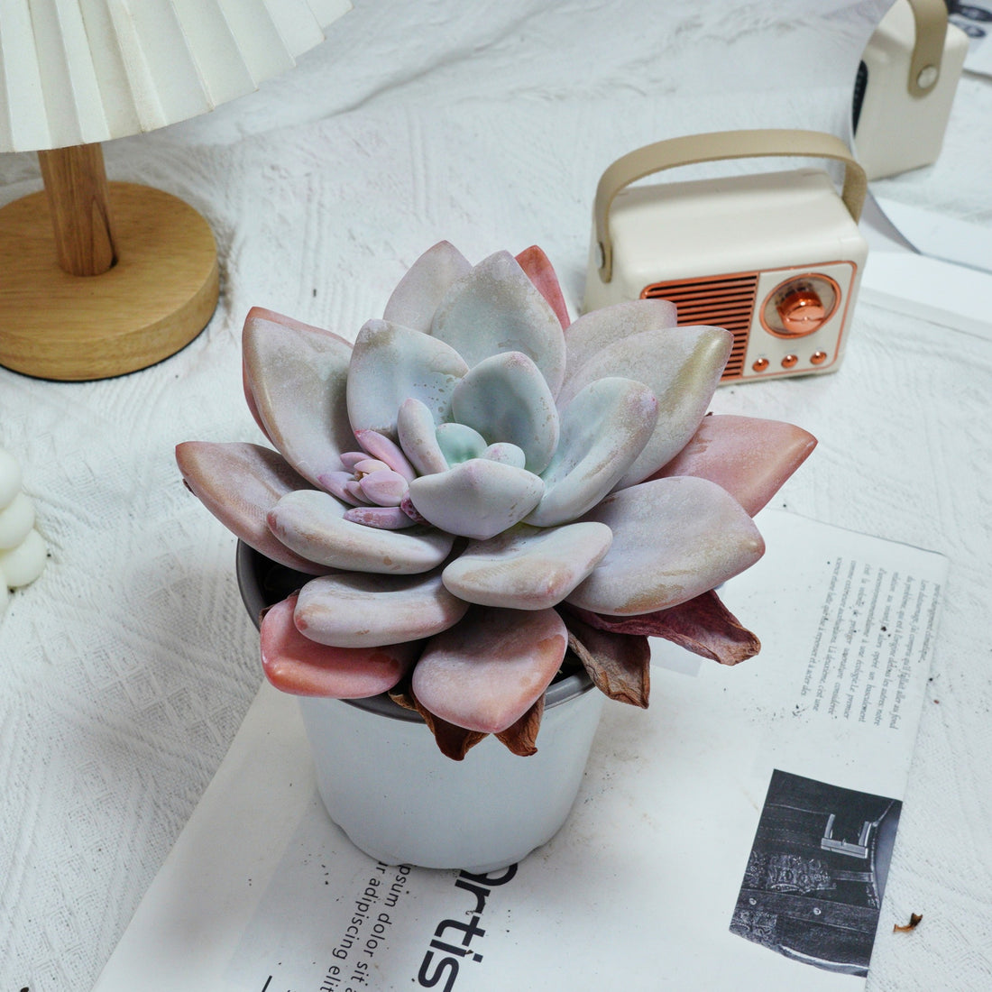 5'' Echeveria Snow Bunny, Rare Live Succulent Plants