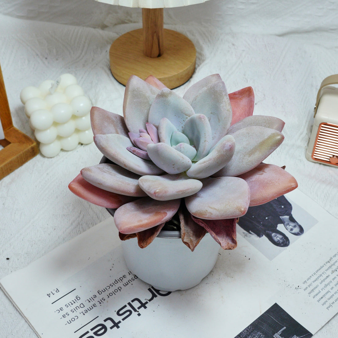 5'' Echeveria Snow Bunny, Rare Live Succulent Plants