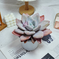 5'' Echeveria Snow Bunny, Rare Live Succulent Plants