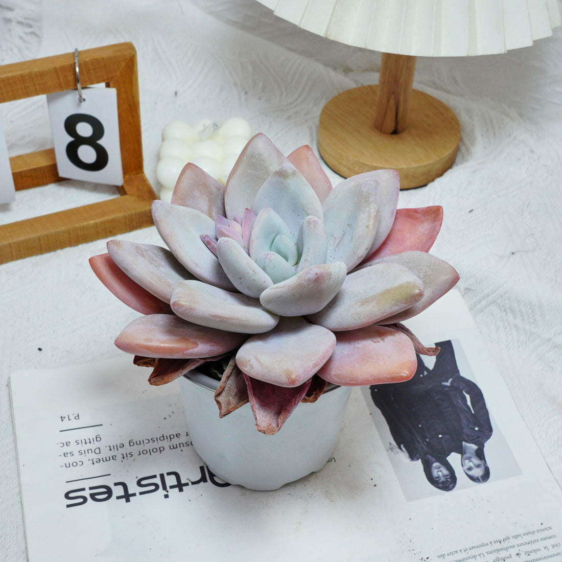 5'' Echeveria Snow Bunny, Rare Live Succulent Plants