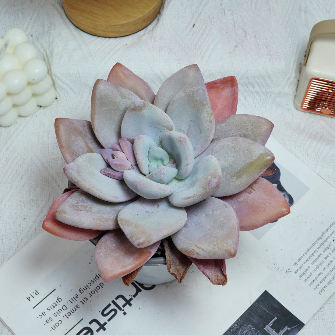 5'' Echeveria Snow Bunny, Rare Live Succulent Plants