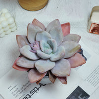 5'' Echeveria Snow Bunny, Rare Live Succulent Plants