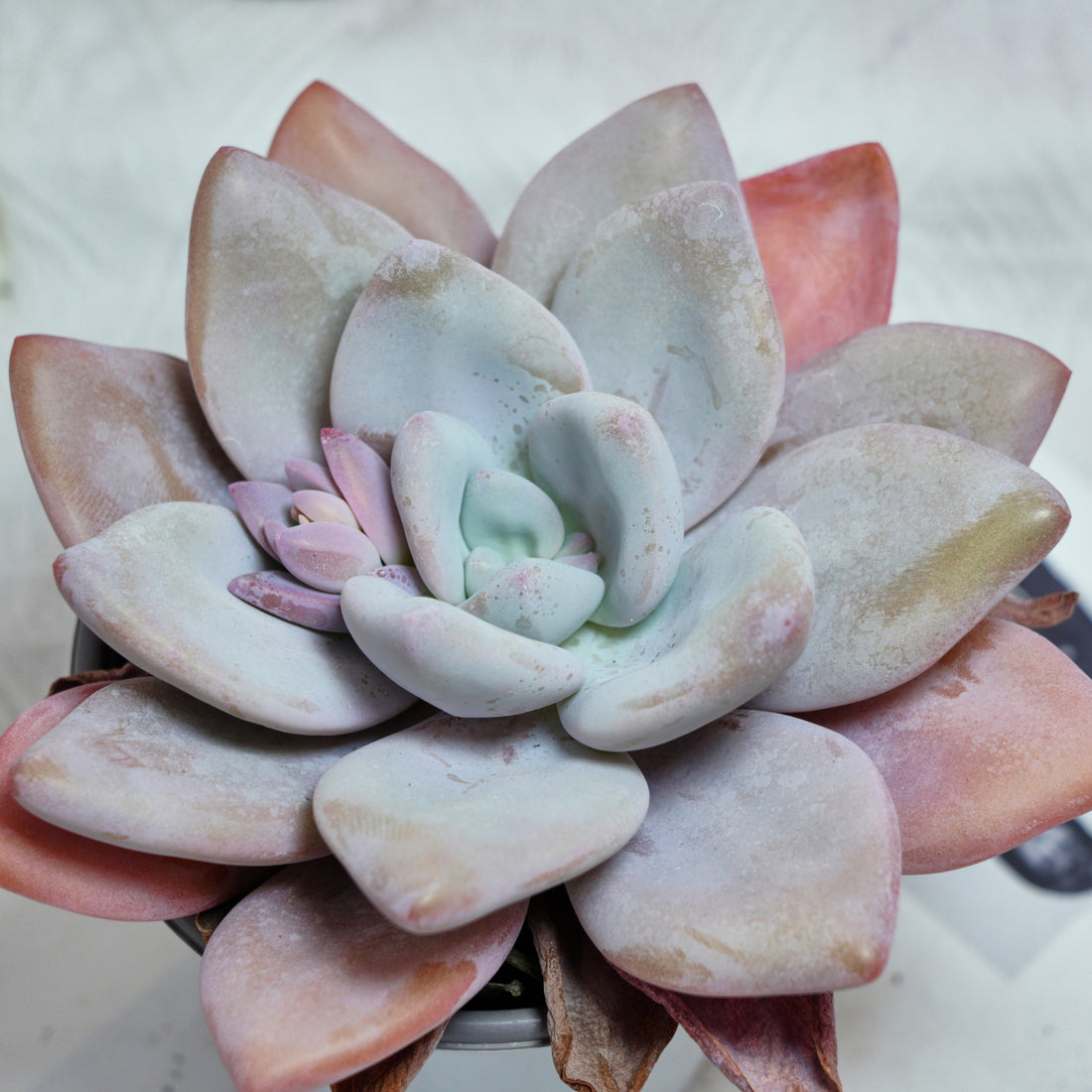 5'' Echeveria Snow Bunny, Rare Live Succulent Plants