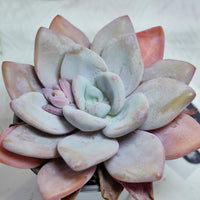 5'' Echeveria Snow Bunny, Rare Live Succulent Plants