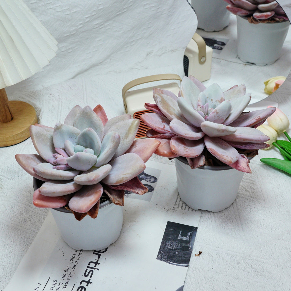 5'' Echeveria Snow Bunny, Rare Live Succulent Plants