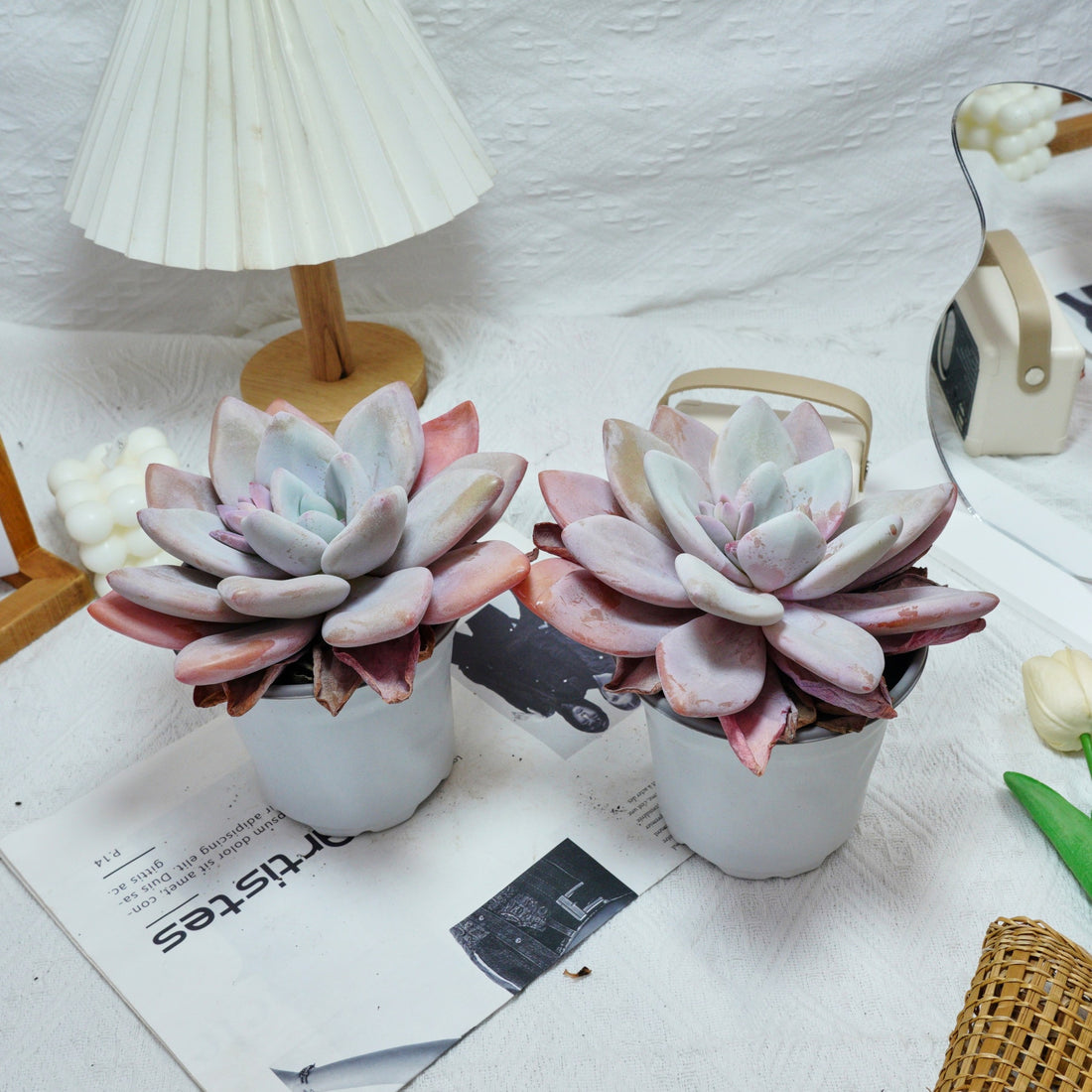 5'' Echeveria Snow Bunny, Rare Live Succulent Plants