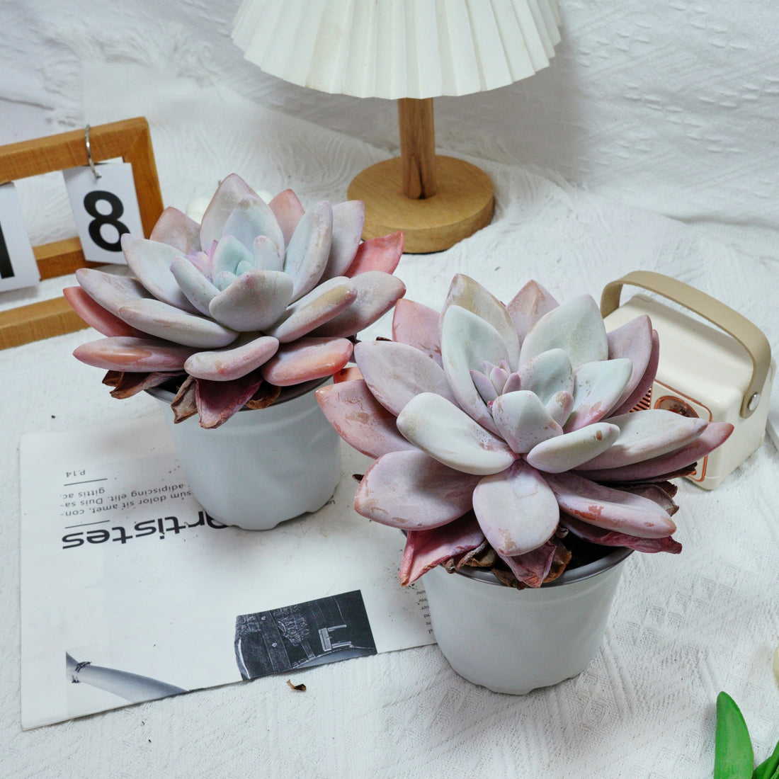 5'' Echeveria Snow Bunny, Rare Live Succulent Plants