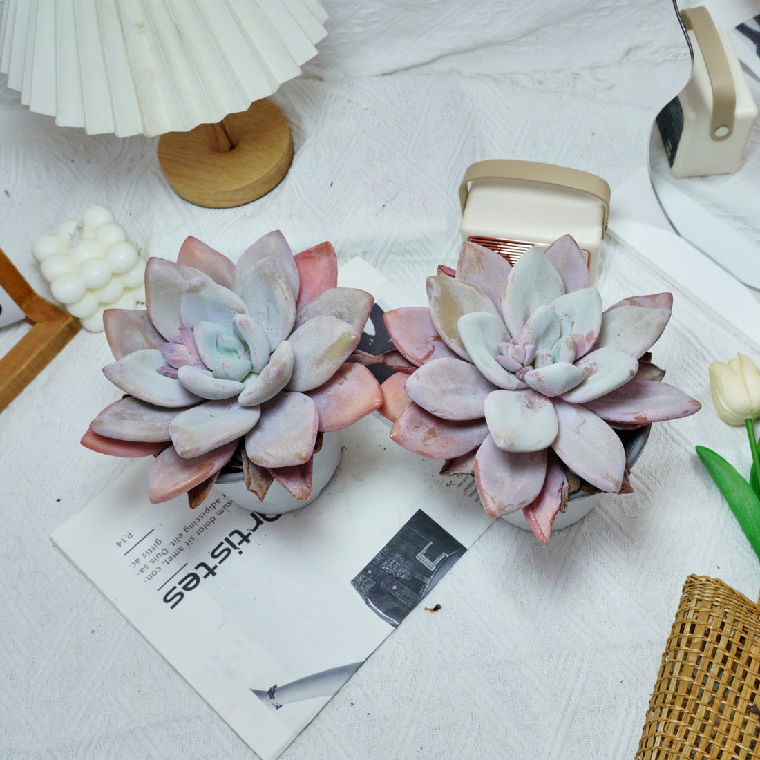 5'' Echeveria Snow Bunny, Rare Live Succulent Plants