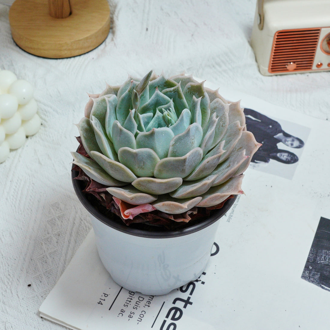 5'' Echeveria Desert Camel, Rare Live Succulent Plants