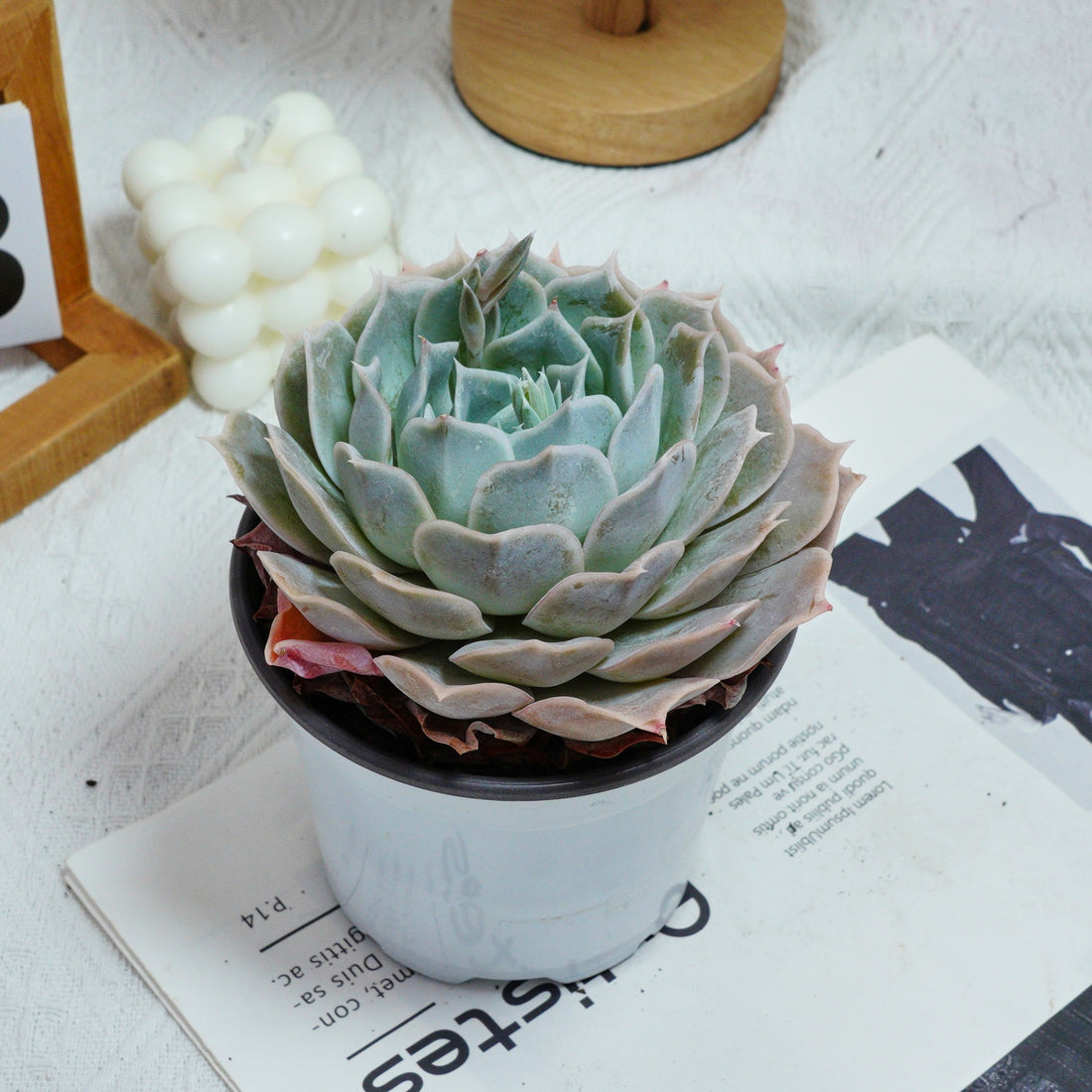 5'' Echeveria Desert Camel, Rare Live Succulent Plants