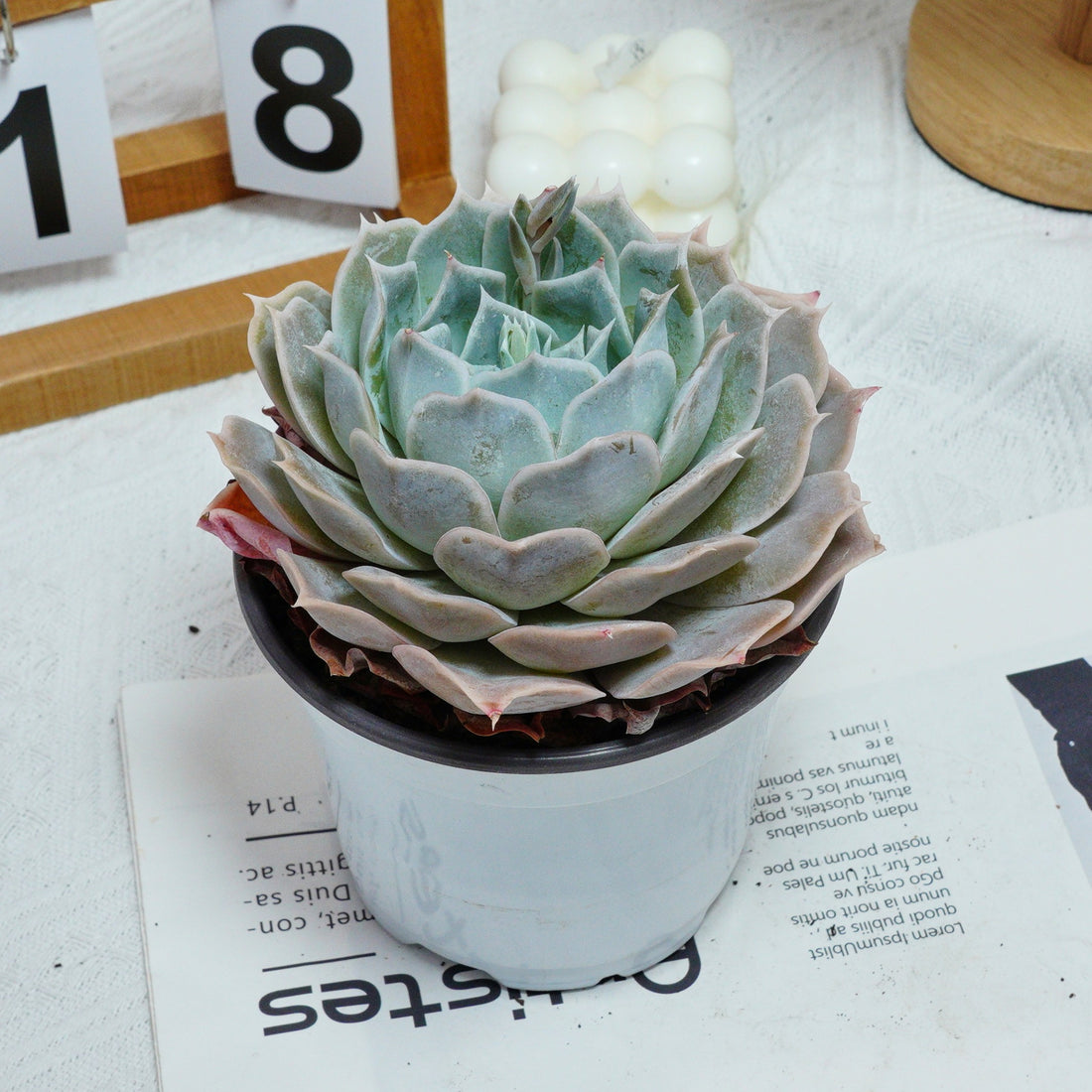 5'' Echeveria Desert Camel, Rare Live Succulent Plants